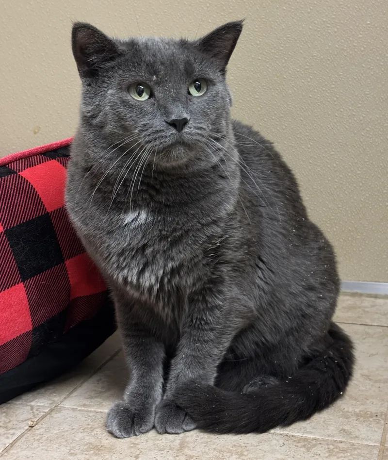 An adult large-sized male Gray / Blue / Silver Domestic Short Hair cat named Huey for adoption in Kearneysville, WV