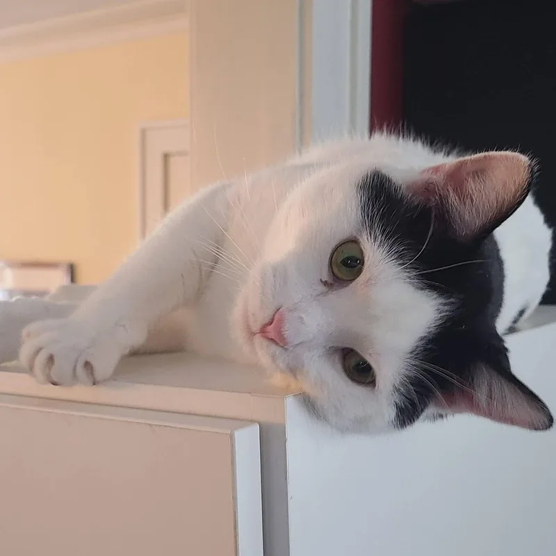 An adult medium-sized male White Domestic Short Hair cat named Johnny Rose for adoption in Cleveland, OH