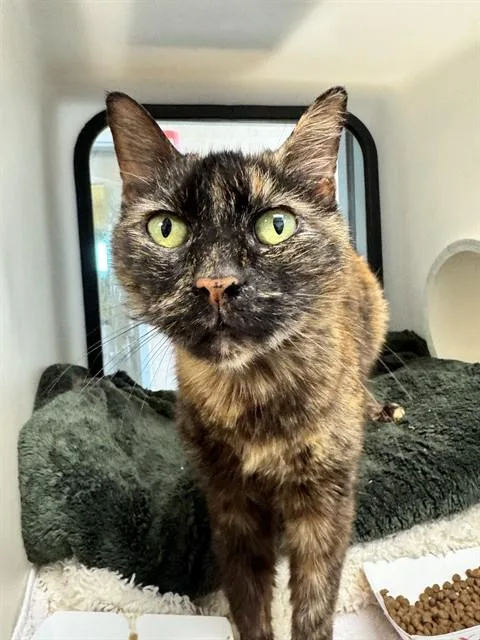 A young small-sized female Domestic Short Hair cat named Vespa for adoption in San Jose, CA