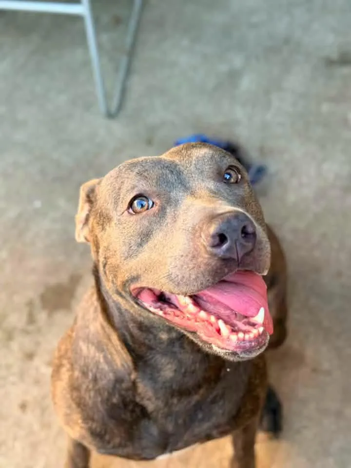 An adult medium-sized female Brindle Pit Bull Terrier dog named Balenciaga for adoption in Chicago, IL
