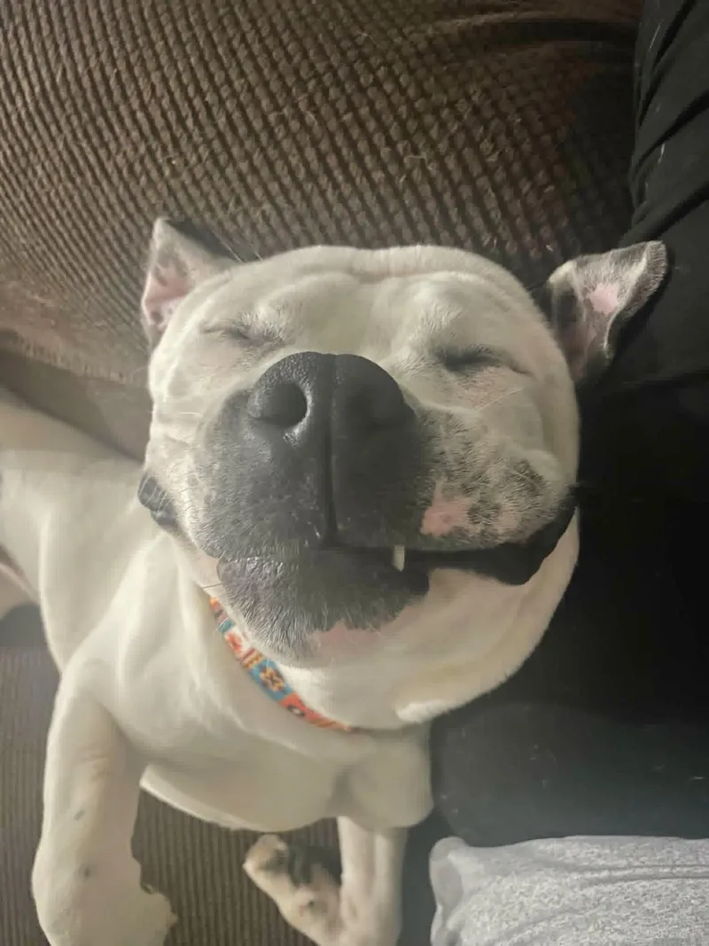An adult medium-sized male Pit Bull Terrier dog named Ghost for adoption in Manchester, CT