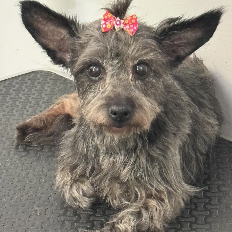 An adult small-sized female Black Terrier dog named Tippy for adoption in Meherrin, VA