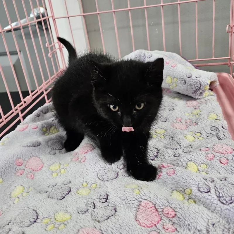 A baby small-sized female Black Domestic Medium Hair cat named Peeta for adoption in Normal, IL