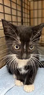 A baby small-sized female Domestic Short Hair cat named Katniss for adoption in Honolulu, HI