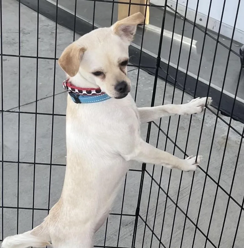A young small-sized female Apricot / Beige Chug dog named Mandy for adoption in Los Angeles, CA