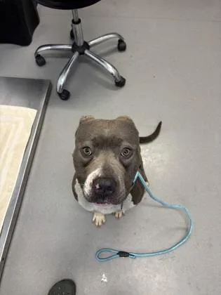 An adult large-sized male Mixed Breed dog named Lennox for adoption in West Chester, PA