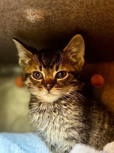 A baby small-sized male Domestic Short Hair cat named Paka for adoption in Washington, DC