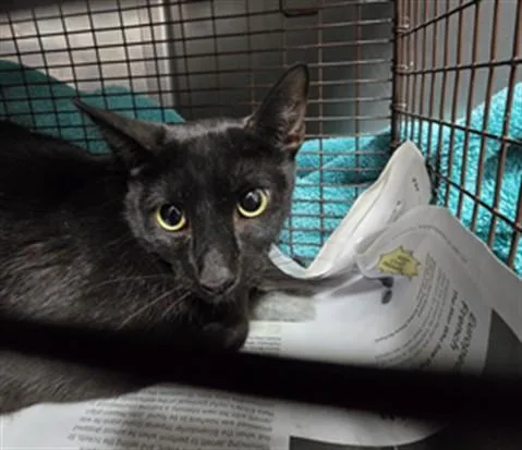An adult medium-sized female Domestic Short Hair cat named Sasha for adoption in Chatsworth, CA