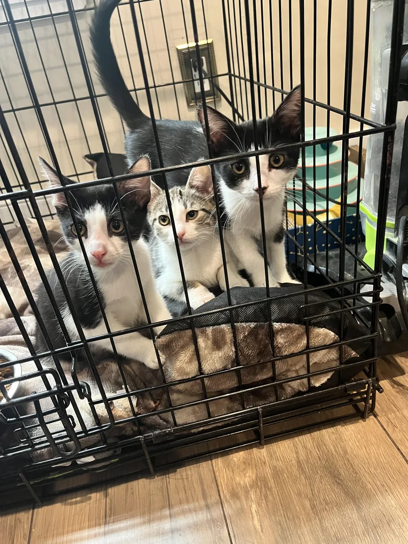 A baby small-sized female Black & White / Tuxedo Domestic Short Hair cat named Juniper for adoption in Huntington, NY