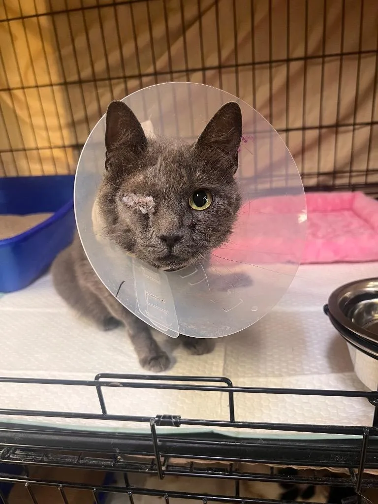 An adult medium-sized female Gray / Blue / Silver Domestic Short Hair cat named Valerie for adoption in Mira Loma, CA