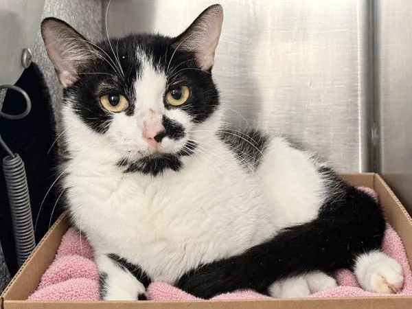 A young small-sized female Domestic Short Hair cat named Joan for adoption in New York, NY