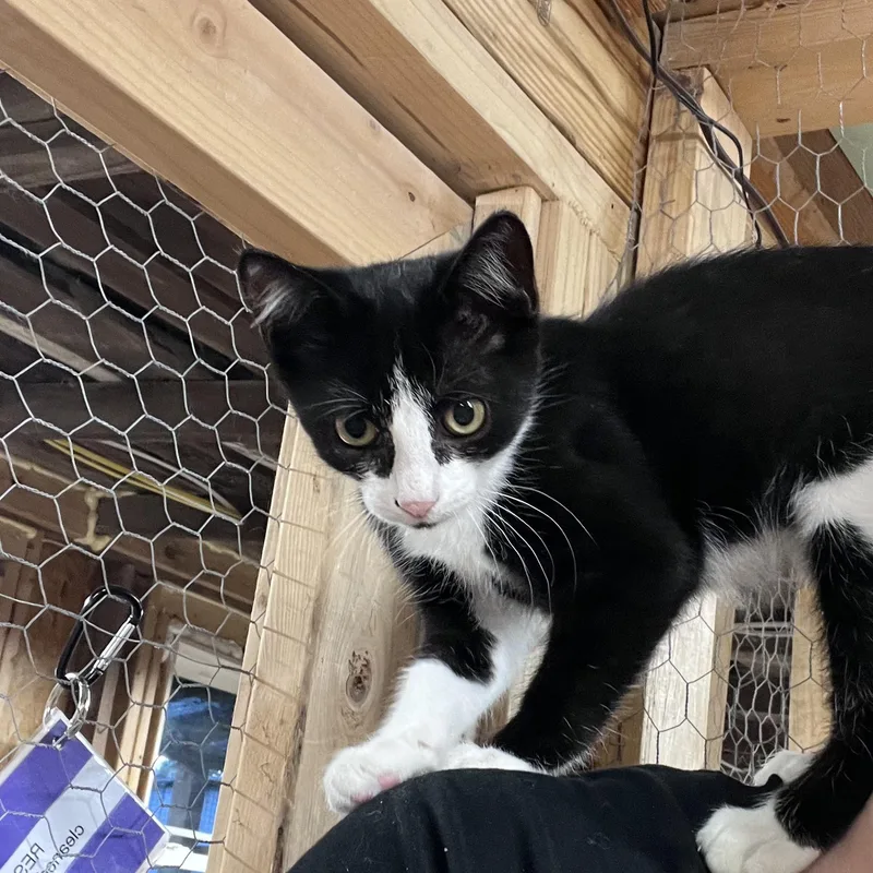 A baby medium-sized female Tuxedo cat named Koya for adoption in Richmond, VA