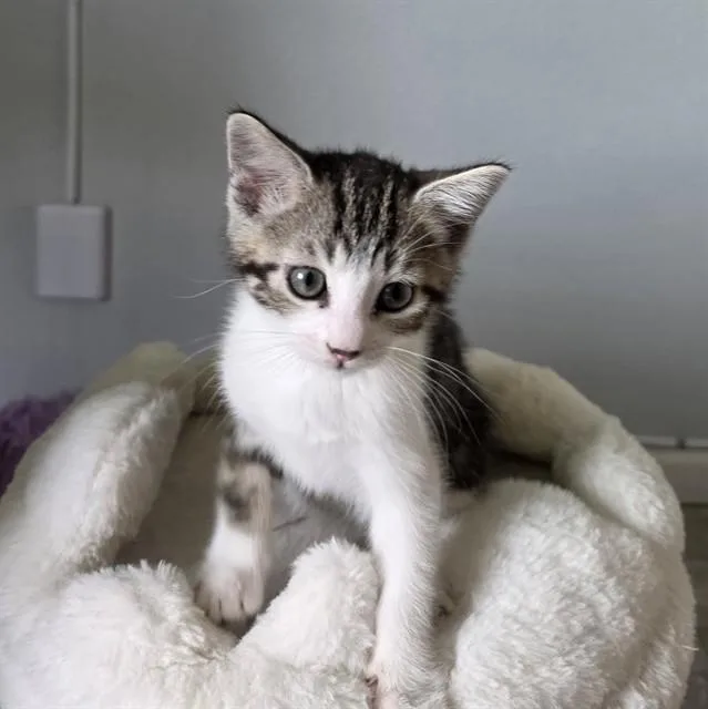 A baby small-sized male Domestic Short Hair cat named Chucky for adoption in Albuquerque, NM