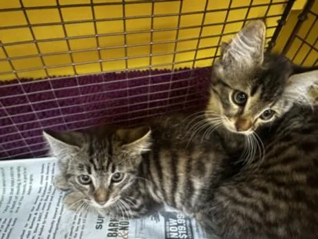 A baby small-sized female Domestic Short Hair cat named Binky for adoption in Los Angeles, CA