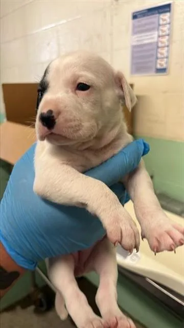 A baby small-sized female Dogo Argentino dog named A for adoption in Sacramento, CA