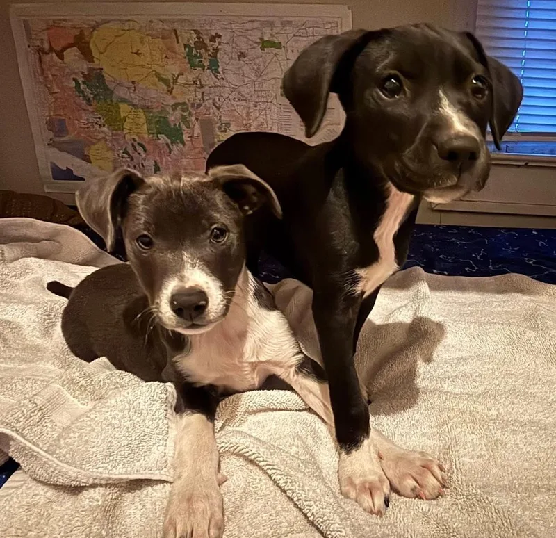 A baby medium-sized female Tricolor (Brown, Black, & White) Pit Bull Terrier dog named Morticia for adoption in Mountainair, NM