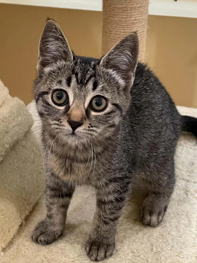 A young medium-sized female Domestic Short Hair cat named Ziggy for adoption in Covington, VA