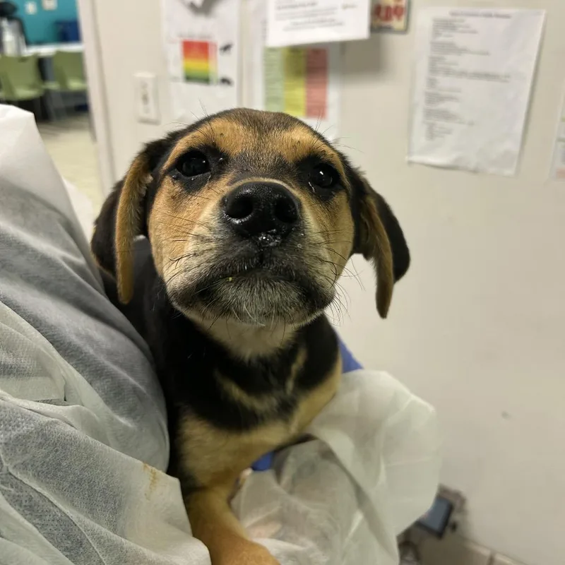 A baby small-sized male Black Mixed Breed dog named Swing Set for adoption in Charleston, WV
