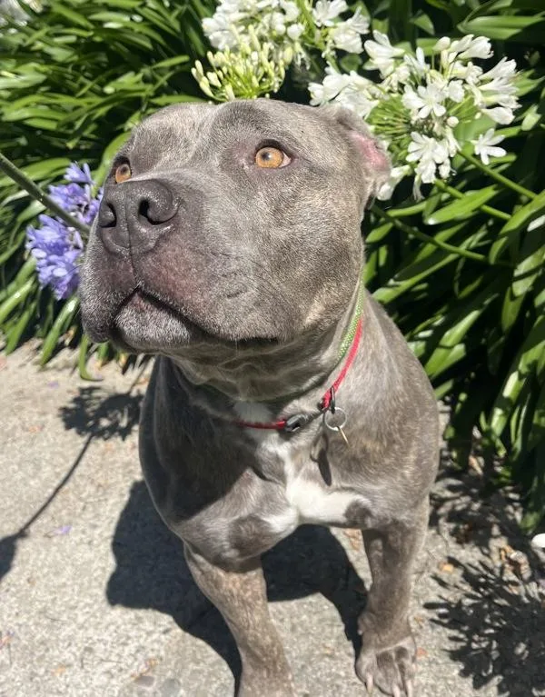 An adult large-sized male American Staffordshire Terrier dog named Portobello for adoption in Oakland, CA