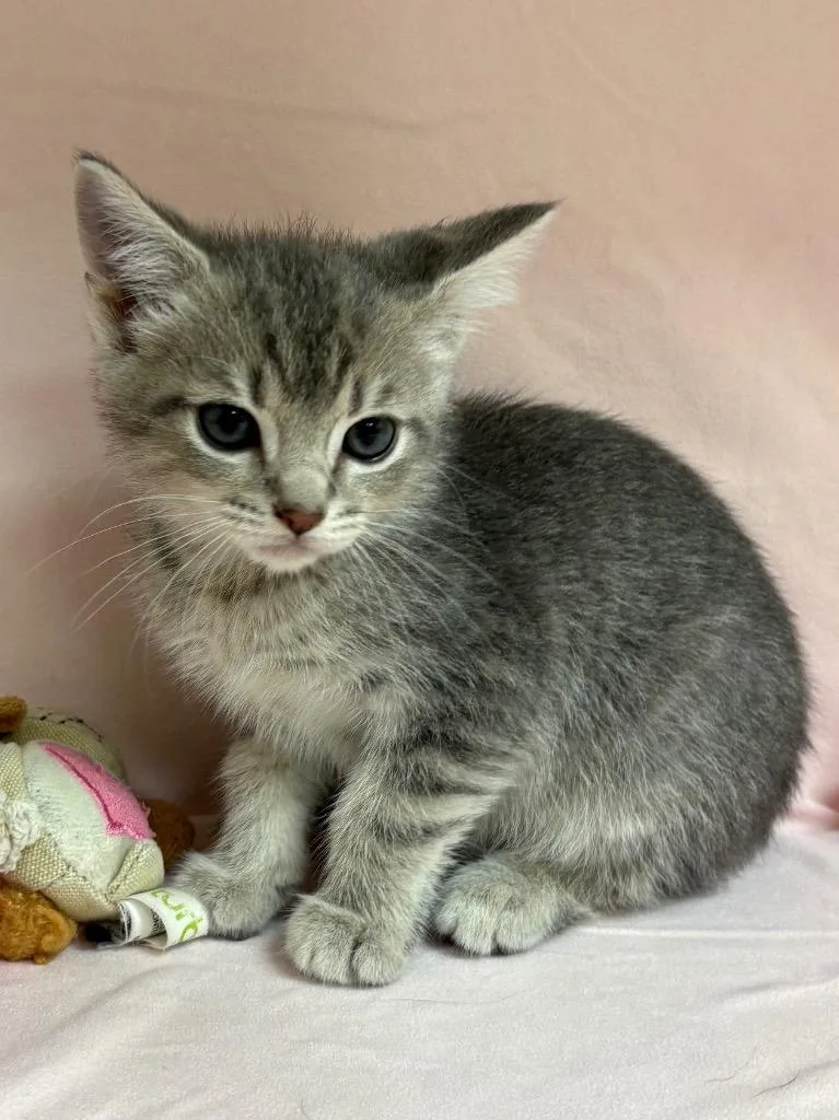 A baby medium-sized female Domestic Short Hair cat named Florence for adoption in Greeneville, TN