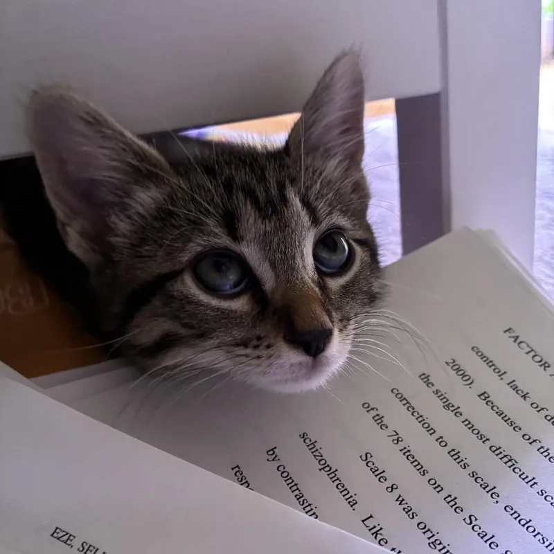 A baby small-sized female Brown / Chocolate Domestic Short Hair cat named Vicky for adoption in East Hanover, NJ
