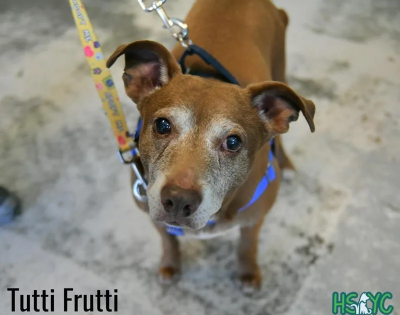 A senior medium-sized female Vizsla dog named Tutti Frutti for adoption in Fort Mill, SC
