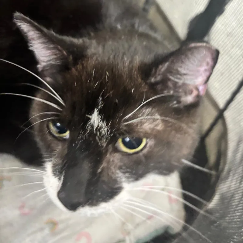 A senior large-sized female Black Domestic Short Hair cat named Kittle for adoption in Indianapolis, IN