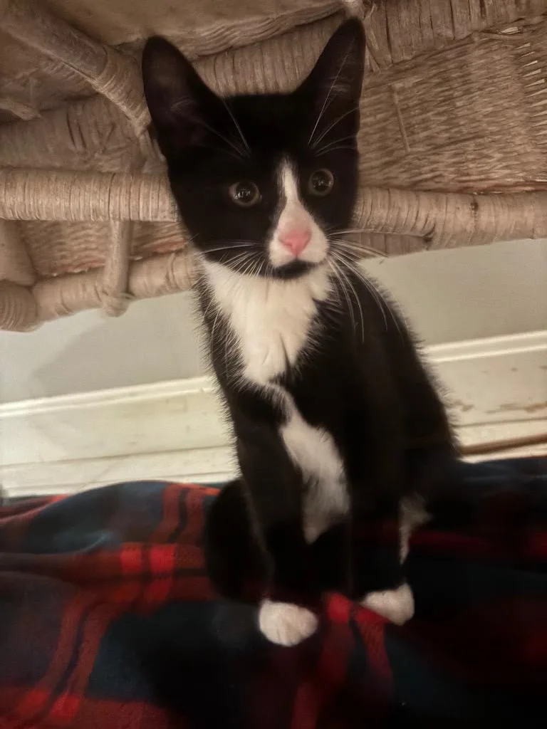 A baby small-sized male Domestic Short Hair cat named Nate for adoption in Lunenburg, MA
