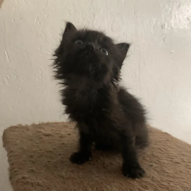 A baby small-sized female Black Domestic Medium Hair cat named Sable Estep for adoption in Woodstock, VA