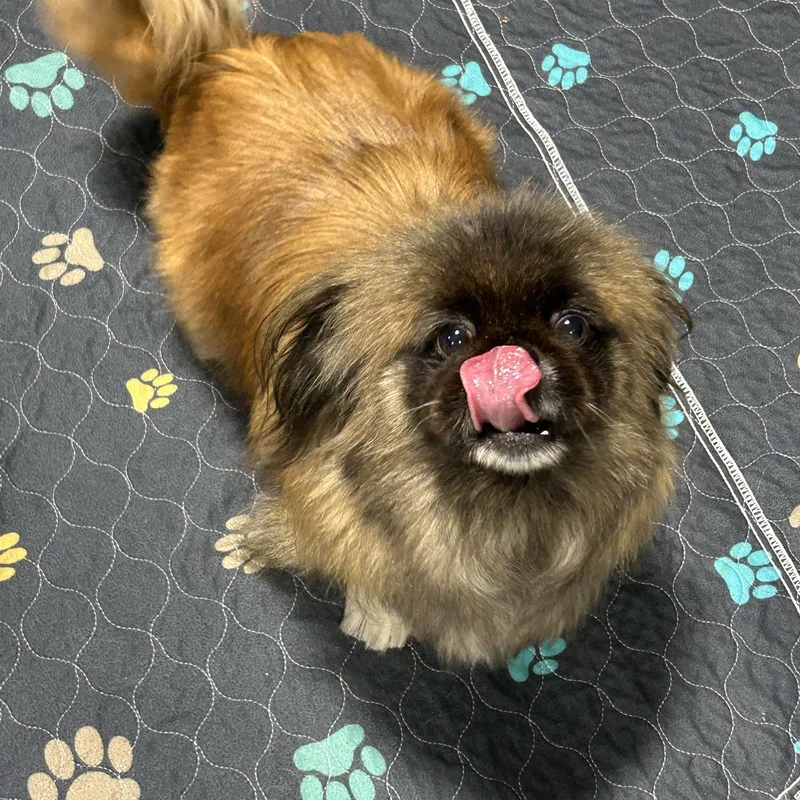 Brook. Nice dog thumbnail 3