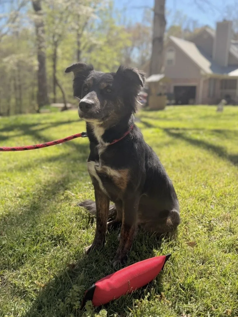 An adult large-sized female Australian Shepherd dog named Tulip for adoption in Locust Fork, AL