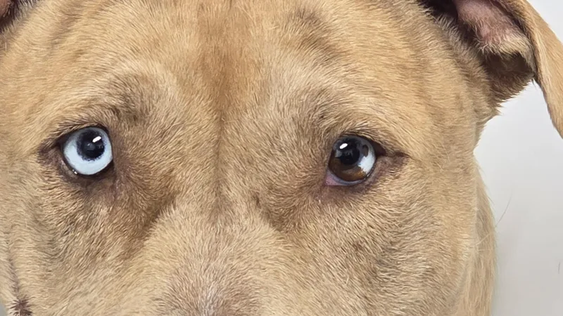 An adult medium-sized female Catahoula Leopard Dog dog named Pinkie for adoption in Lake Odessa, MI