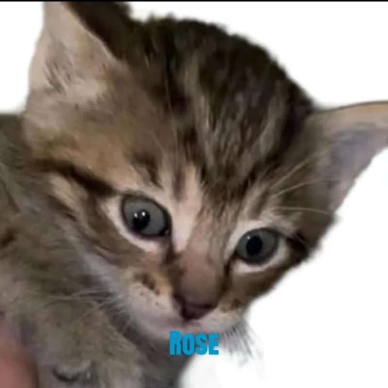 A baby small-sized female Brown / Chocolate Domestic Short Hair cat named Rose for adoption in Carmel, IN
