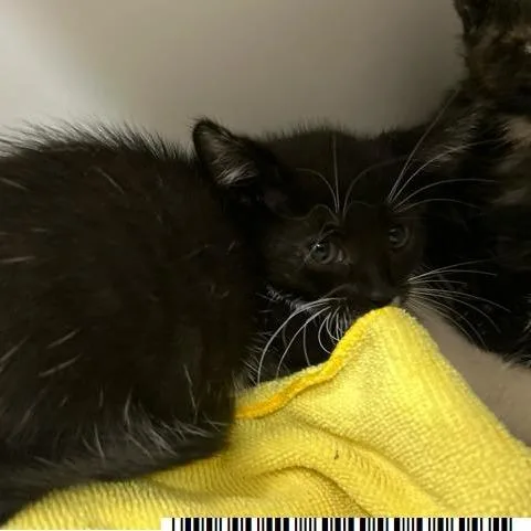 A baby small-sized female Black Domestic Short Hair cat named Chiffon for adoption in West Palm Beach, FL