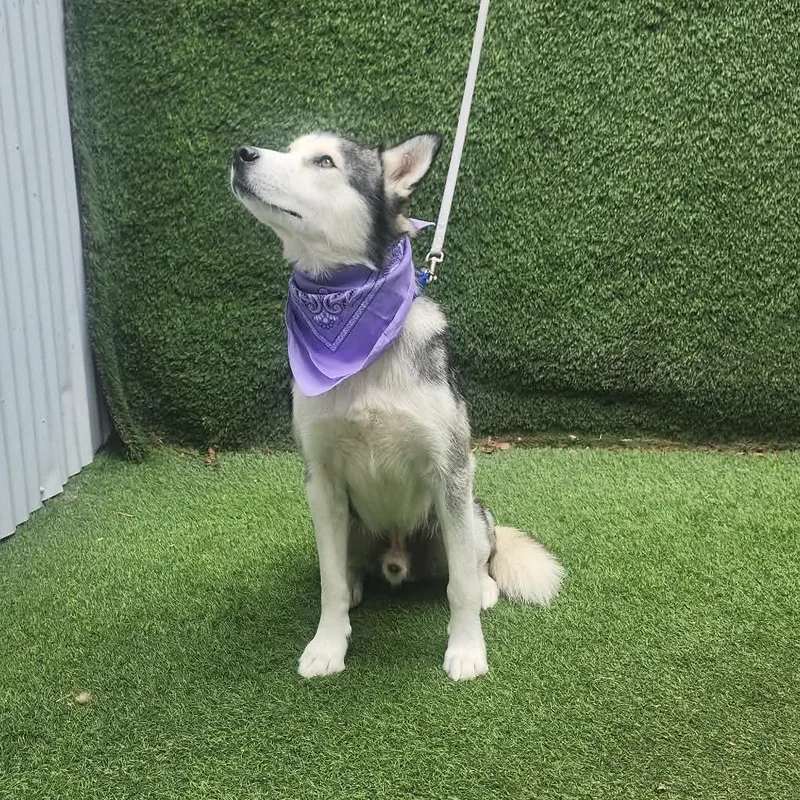 An adult medium-sized male Black Husky dog named Zeus for adoption in Oak Point, TX