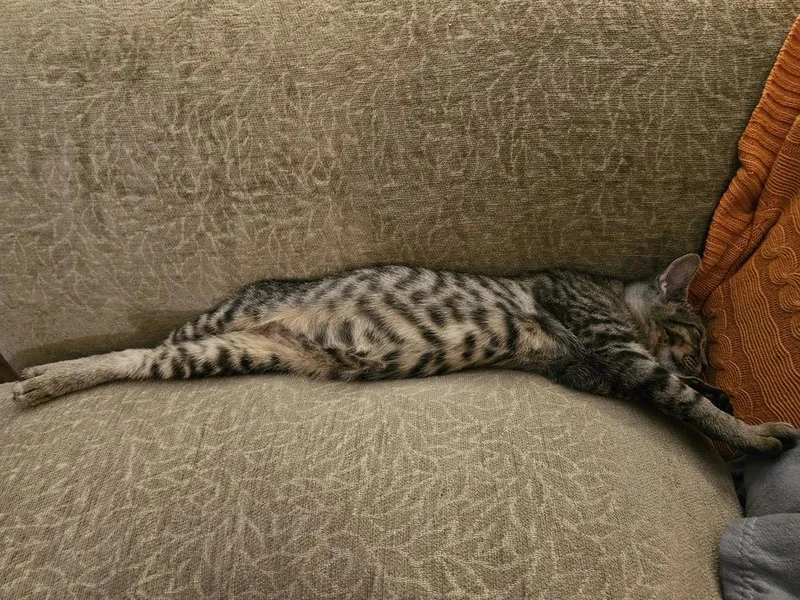 A young medium-sized male Domestic Short Hair cat named Callooh for adoption in Chicago, IL