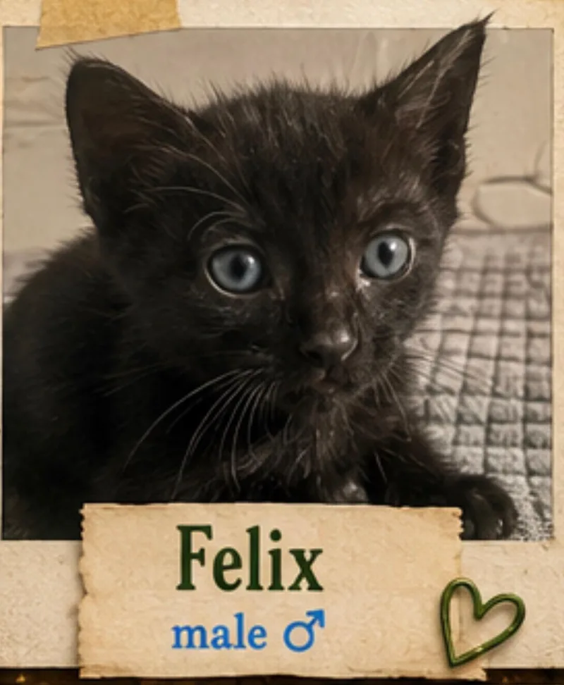 A baby medium-sized male Black Domestic Short Hair cat named Felix for adoption in Mansfield, TX