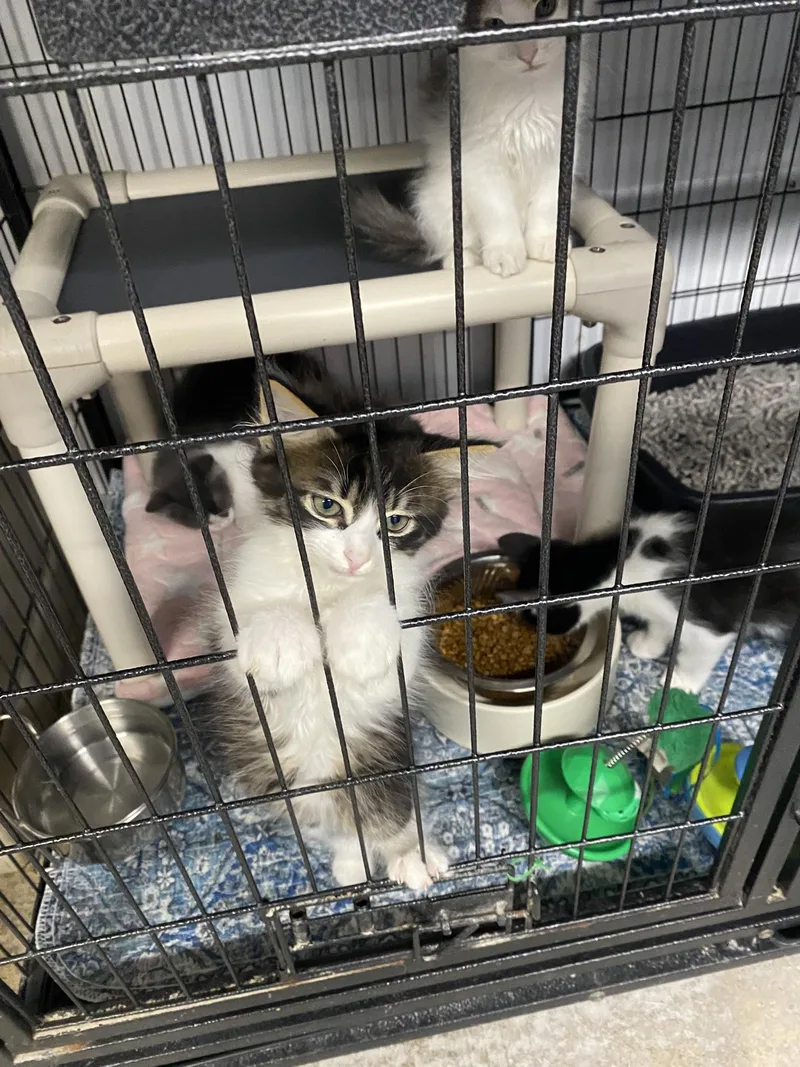 A baby medium-sized female Black & White / Tuxedo Domestic Short Hair cat named Luna's Babies for adoption in New Richmond, WI