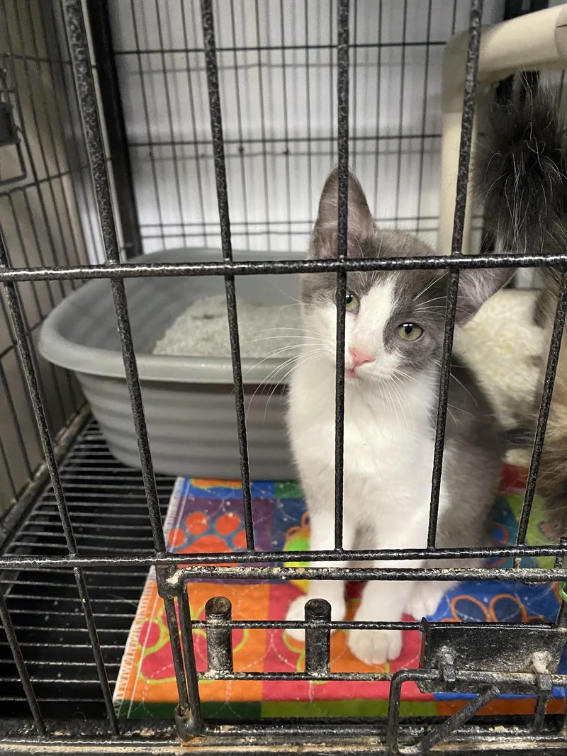 Luna's Babies thumbnail 3