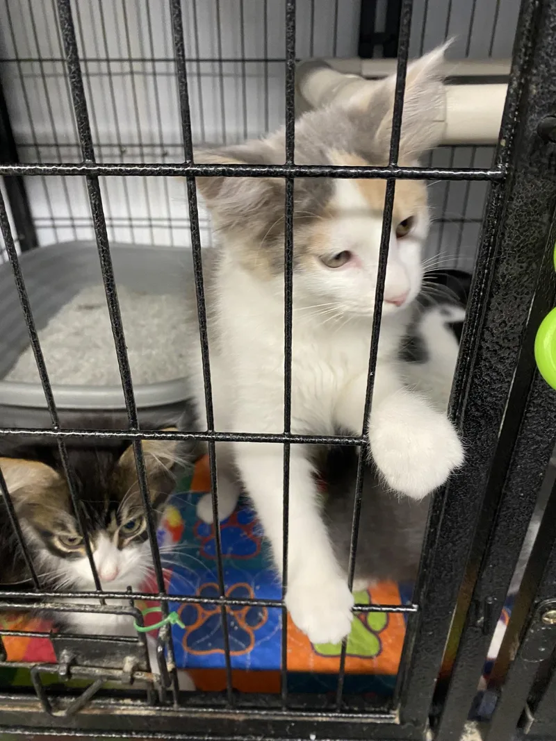 Luna's Babies thumbnail 4