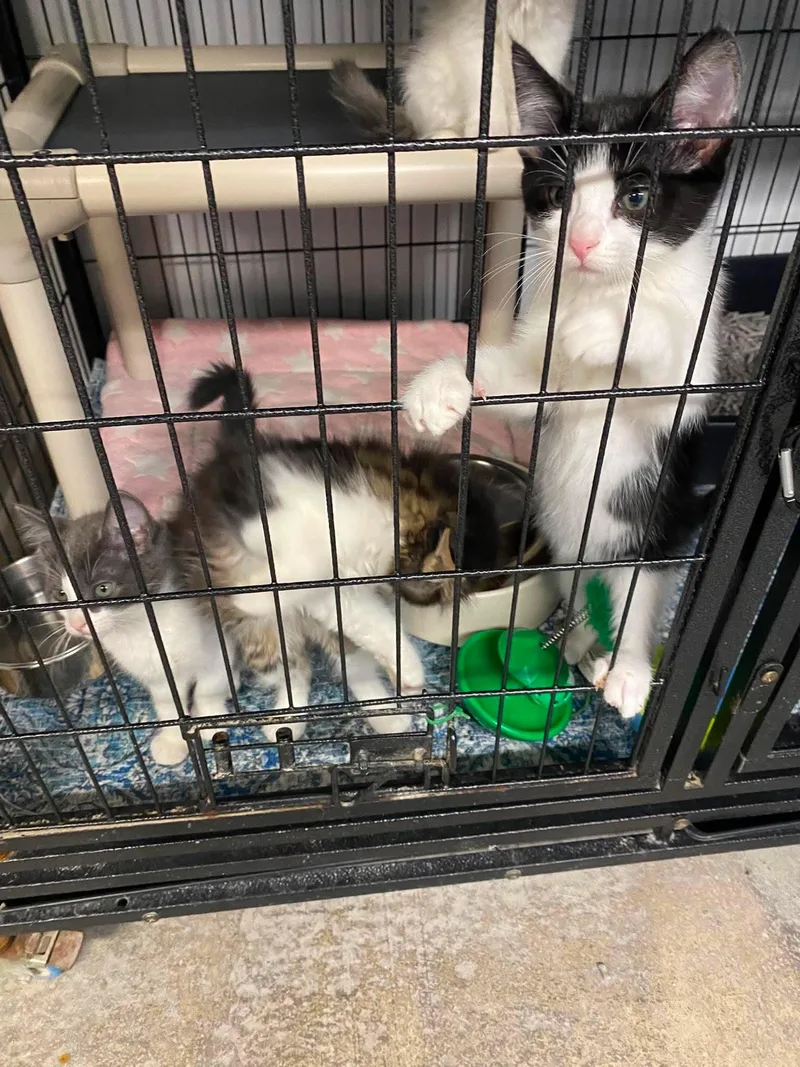 Luna's Babies thumbnail 5