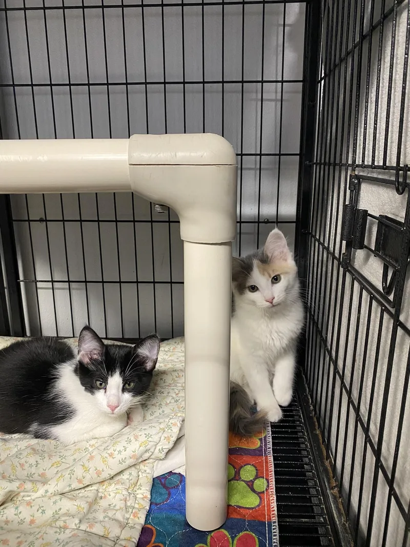 Luna's Babies thumbnail 6