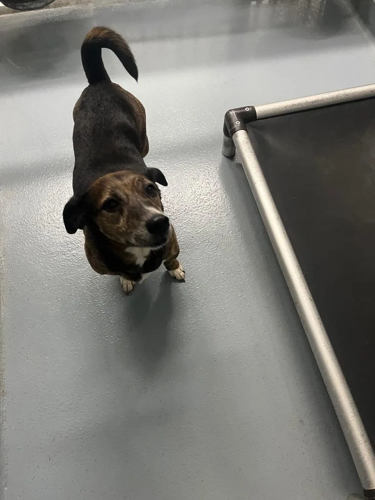 An adult medium-sized male Mixed Breed dog named Fletcher for adoption in Cartersville , GA