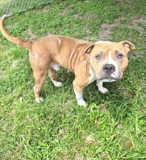 An adult medium-sized male Staffordshire Bull Terrier dog named Jarvis for adoption in Houston, TX