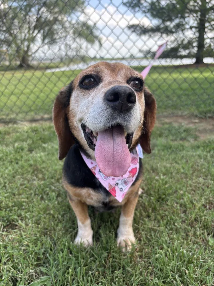 A senior medium-sized female Tricolor (Brown, Black, & White) Beagle dog named Penny for adoption in Evansville, IN