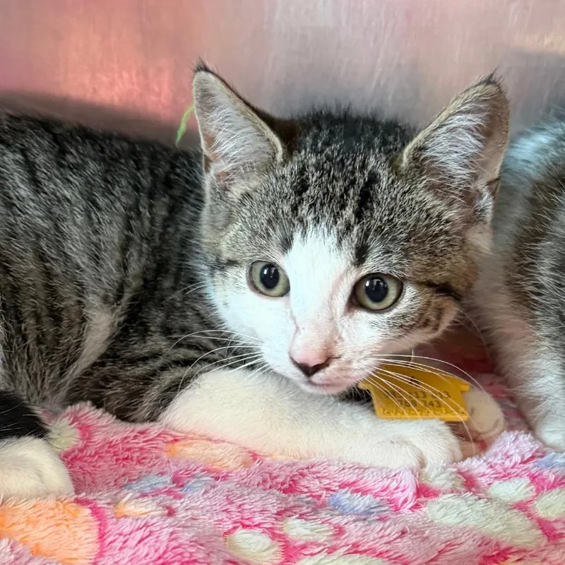 A baby small-sized female Brown / Chocolate Domestic Short Hair cat named Angela for adoption in Springfield, MA