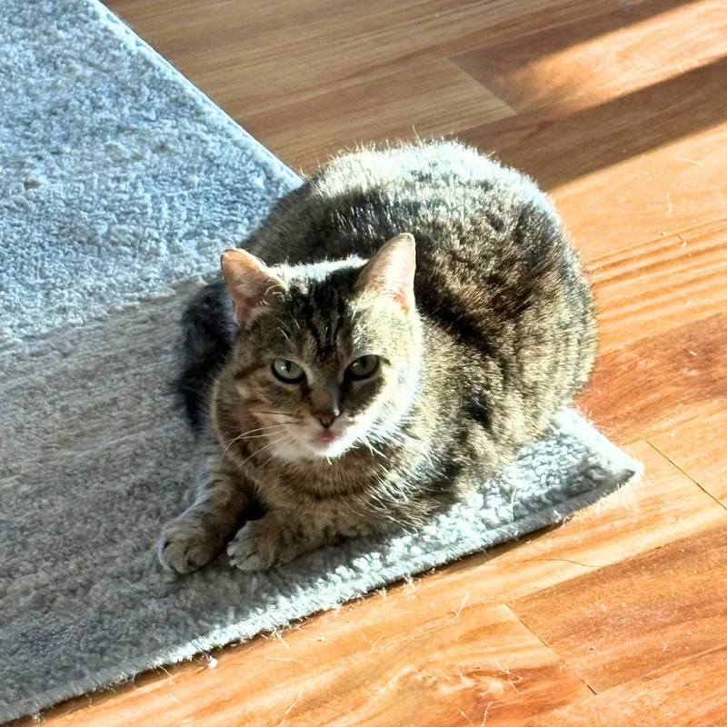 An adult medium-sized female Domestic Short Hair cat named Bertha Mae for adoption in Brooklyn, NY