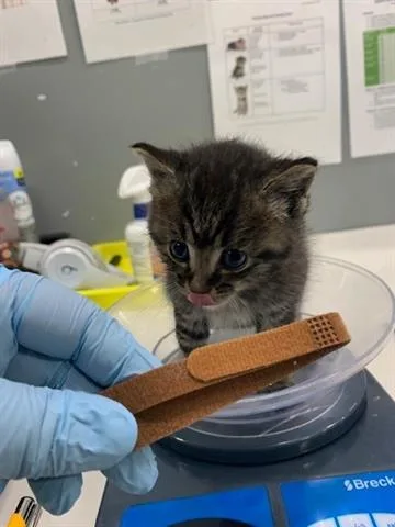 A baby small-sized male Domestic Short Hair cat named Muffin for adoption in San Martin, CA