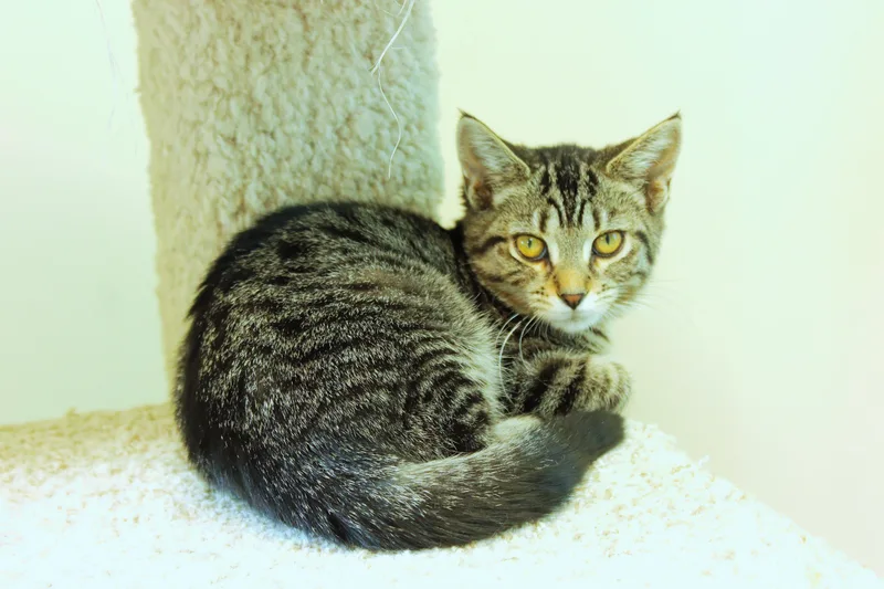 A baby medium-sized female Tabby (Brown / Chocolate) Domestic Short Hair cat named Maeve for adoption in Urbana, OH