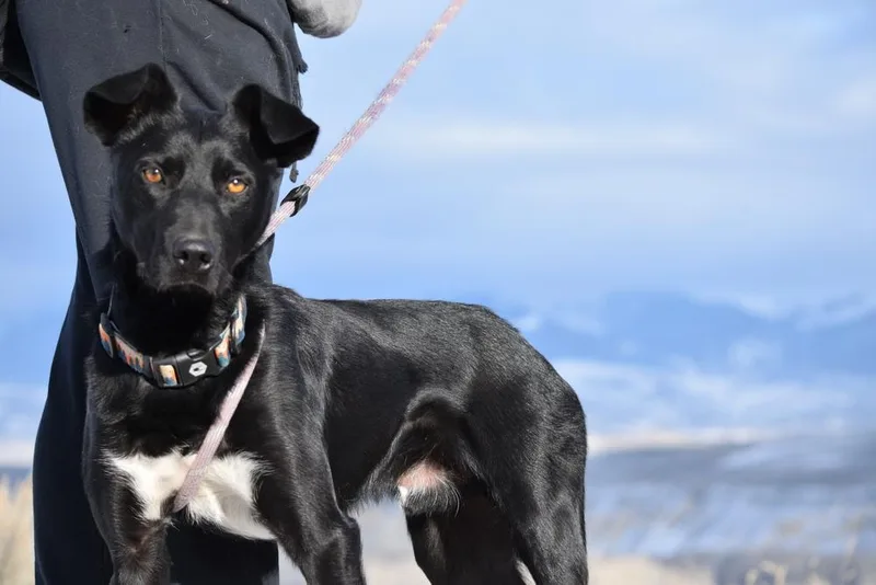 A young medium-sized male Tricolor (Brown, Black, & White) Collie dog named Sir Charles for adoption in Salmon, ID